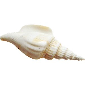 Seashell PNG-37147